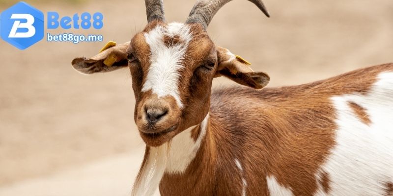 Cùng giải mã giấc mơ thấy dê đánh con gì với Bet88