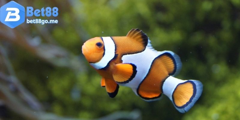 ngủ mơ thấy cá đánh đề con gì cùng bet88
