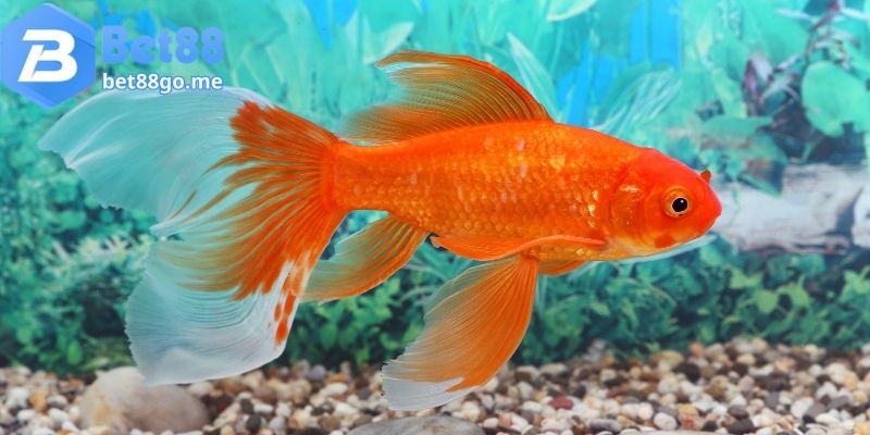 Mơ thấy cá vàng đánh đề con gì?