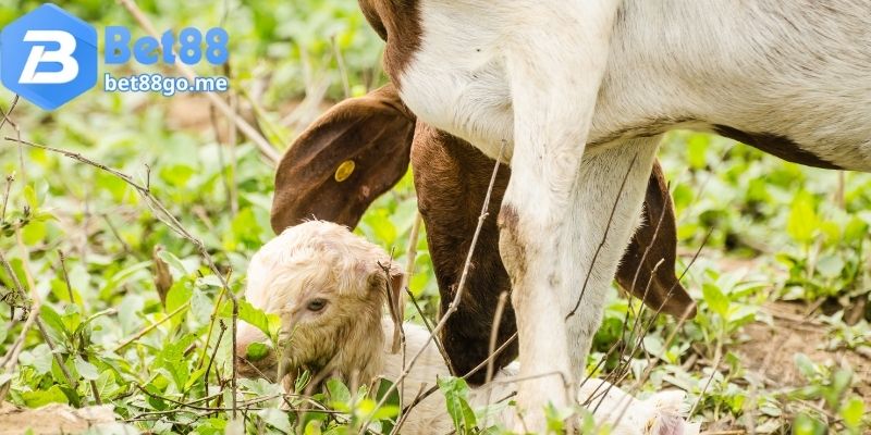 Dê đẻ con cũng sẽ gợi ý cho bạn một vài con số may mắn