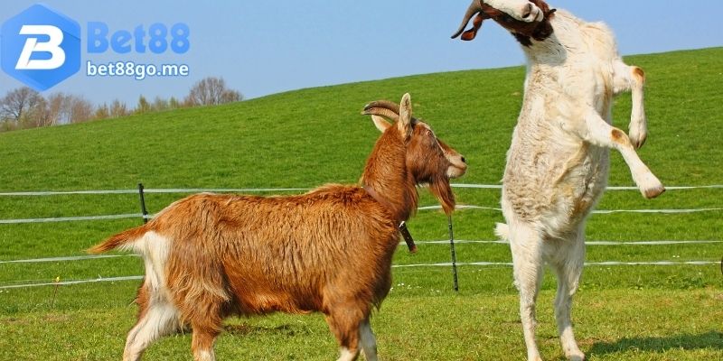 Mơ thấy dê đánh con gì khi dê húc nhau