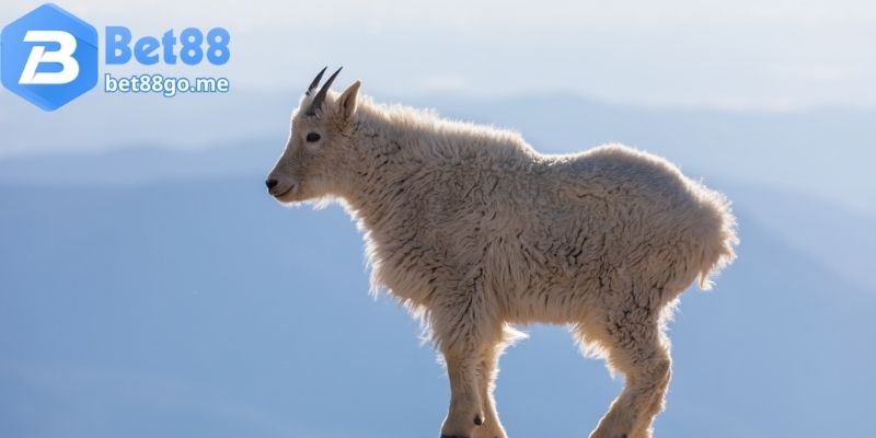 Mơ thấy dê núi - vậy mơ thấy dê đánh con gì?
