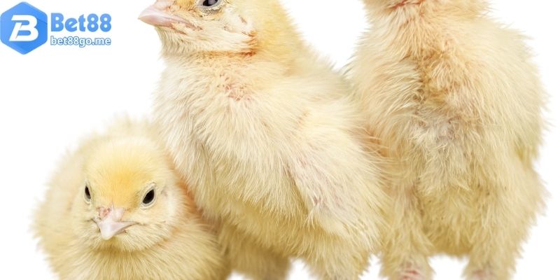 Mơ thấy gà đánh con gì khi gà là gà con?
