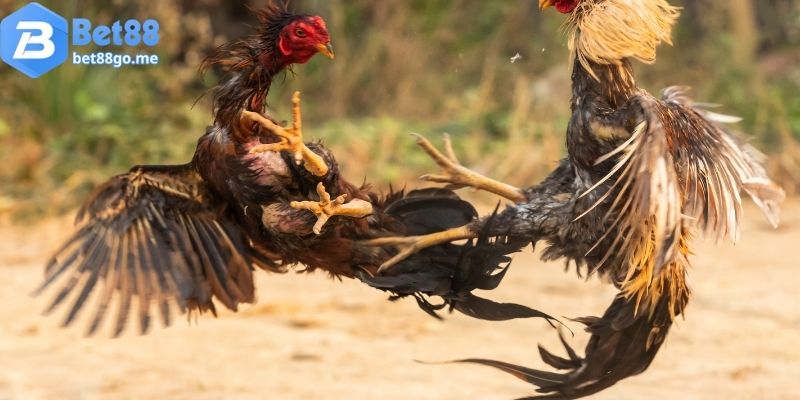 Mơ thấy gà đánh con gì khi bị gà mổ?