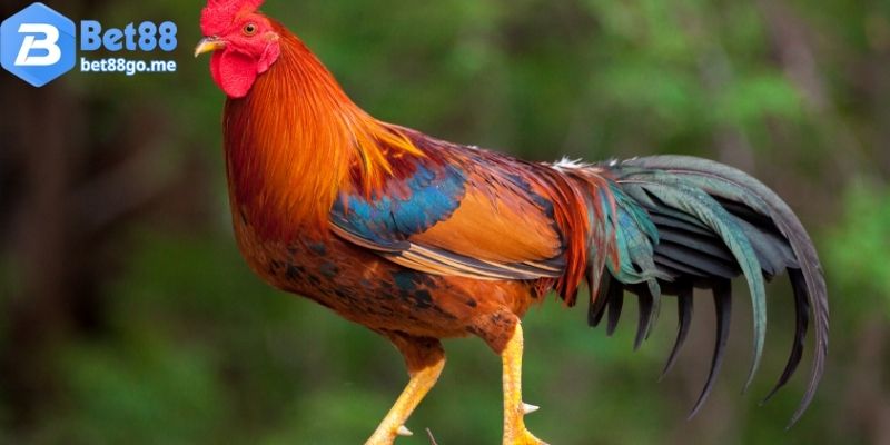 Mơ thấy gà đánh con gì khi là gà trống?