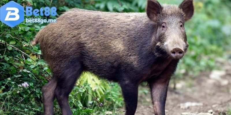 Mơ thấy heo đánh con gì khi là heo rừng?